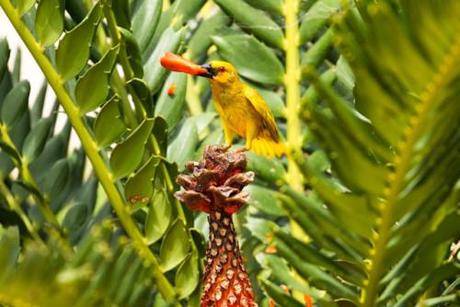 African Golden Weaver