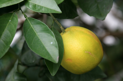 CEDRO CANDITO PER LE FESTE