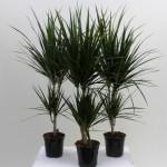 Dracena