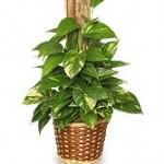 Pothos (Scindapsus aures)