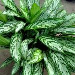 Aglaonema