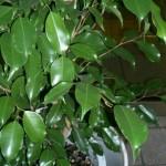 Ficus-Ficus benjamina