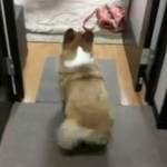 Il cane balla il twerk ed è meglio di Miley Cyrus (Video)