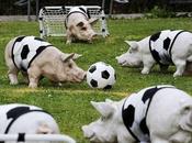 quando giochi calcio falloso, esaltato rissoso? Ecco stereotipi giocatori!