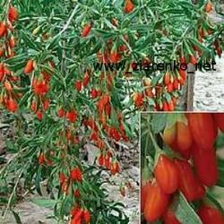 bacchegojicontroindicazioni