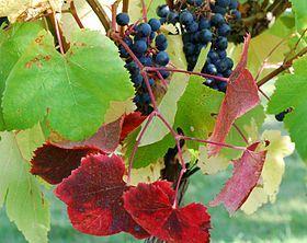 280px-Tannat_feuille