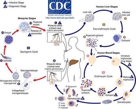 Test d'ingresso a medicina: le domande di biologia con le soluzioni spiegate e commentate - domanda 6