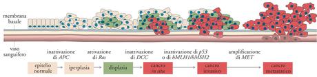 Test d'ingresso a medicina: le domande di biologia con le soluzioni spiegate e commentate - domanda 6