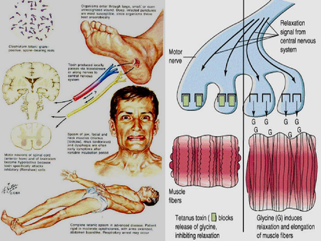 Test d'ingresso a medicina: le domande di biologia con le soluzioni spiegate e commentate - domanda 6