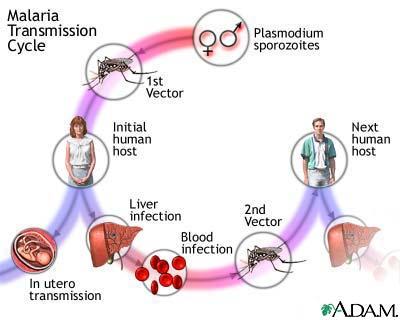 Test d'ingresso a medicina: le domande di biologia con le soluzioni spiegate e commentate - domanda 6