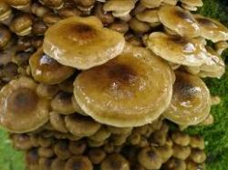 armillariamellea1