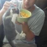 Gatto si aggrappa alla ciotola di cereali e beve il latte (Video)