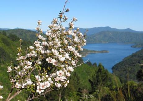 new-zealand-manuka-honey-1