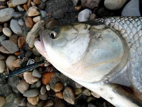 Particolare testa di aspio