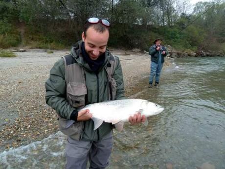 Aspio 70 cm preso con ondulante 20 gr