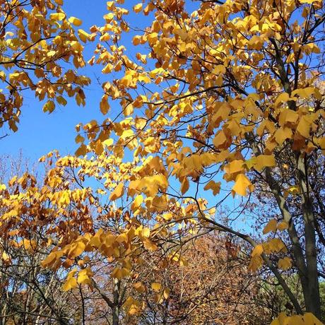 L'AUTUNNO IN TASCA. I GIARDINI MARGHERITA A BOLOGNA.