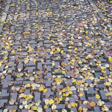 L'AUTUNNO IN TASCA. I GIARDINI MARGHERITA A BOLOGNA.