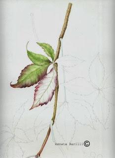 Vite del Canada , PARTHENOCISSUS QUINQUEFOGLIA