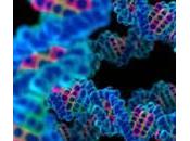Tumore testicoli, “gene dell’abbronzatura” rischio aumenta