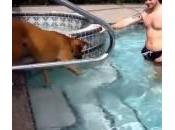 Cane paura nuotare butta comunque piscina e…(Video)