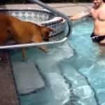 Cane ha paura di nuotare ma si butta comunque in piscina e…(Video)