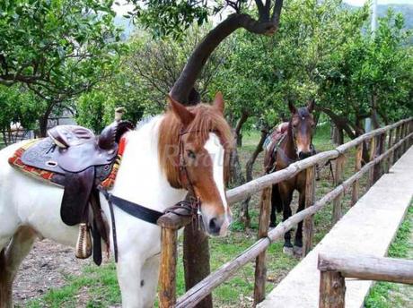 L’inverno non fa paura! Scorpacciate di vitamine, con gli agrumi di Sicilia!