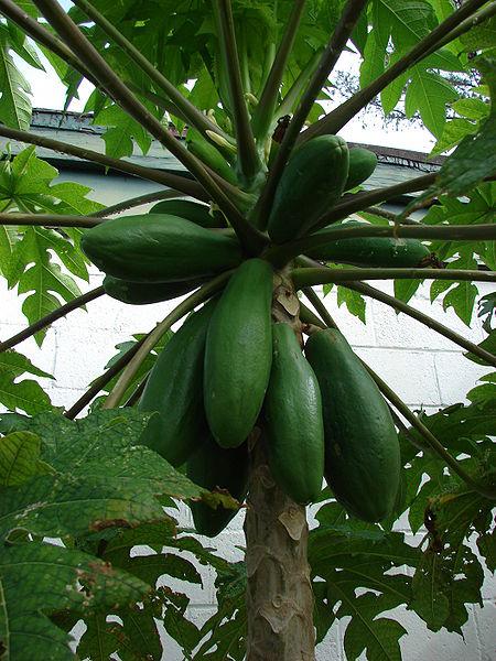 File: Starr 080608-7452 Carica papaya.jpg