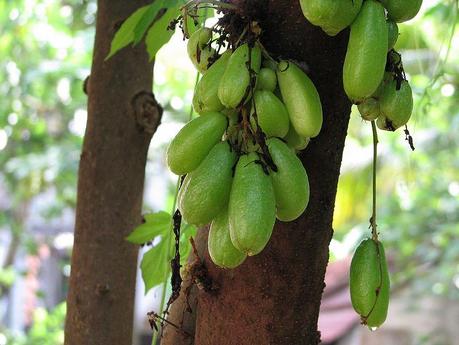 File: Bilimbifruits.jpg
