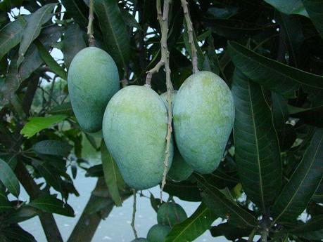 File: Mango Bangladesh.JPG