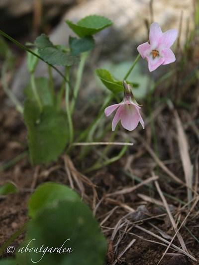 Violetta Coeur d'Alsace