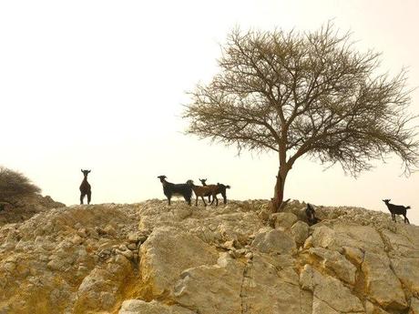 Ras Al-Khaimah - UAE