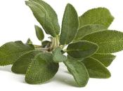 proprietà della salvia suoi benefici