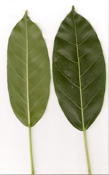 File:Ficus virens sublanceolata leaves.jpg