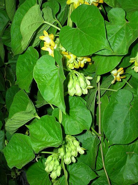 File: Starr 060721-8421 Telosma cordata.jpg