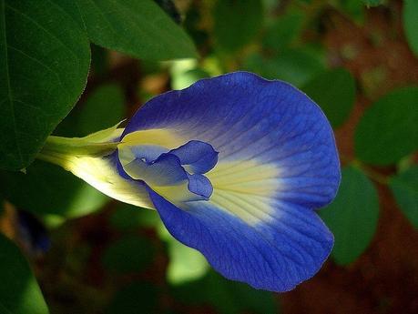 File: Clitoria ternatea.JPG