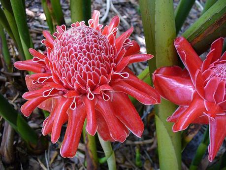 File: Etlingera elatior (Scott Zona) 001.jpg