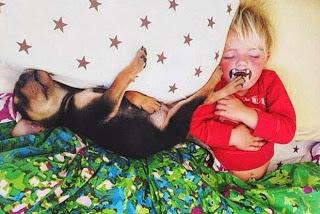 Affetto e amore fra due cuccioli