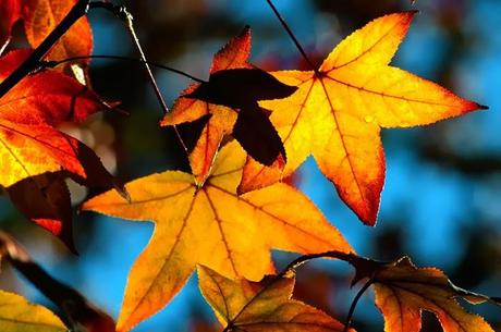 In the Street...Linda...Autumn Mix, Milan