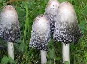 coprinus comatus