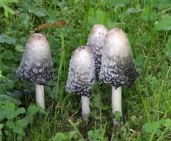 coprinuscomatus1