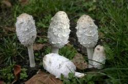 coprinuscomatus2