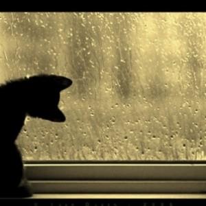 gatto-piove1