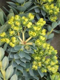 Wallpaper: Euphorbia myrsinites