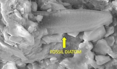 Alieni fossili arrivano sulla Terra a bordo del meteorite Polonnaruwa