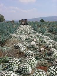 pigne agave