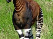 Congo: rischio estinzione timido Okapi