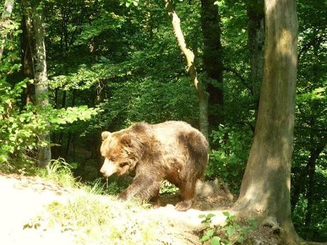 orso bruno in trentino