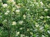 siepi crescita rapida