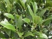 potatura siepe alloro