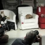 Cento gatti invadono negozio Ikea di notte per un esperimento (Video)